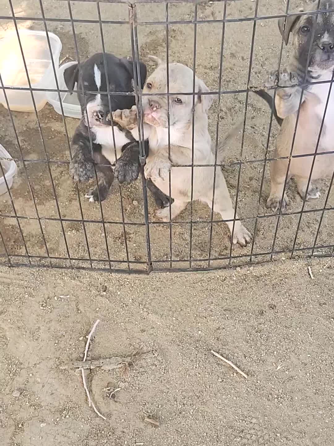 Mixed Breed dogs for sale: Mixed Breed 2 - Video 1