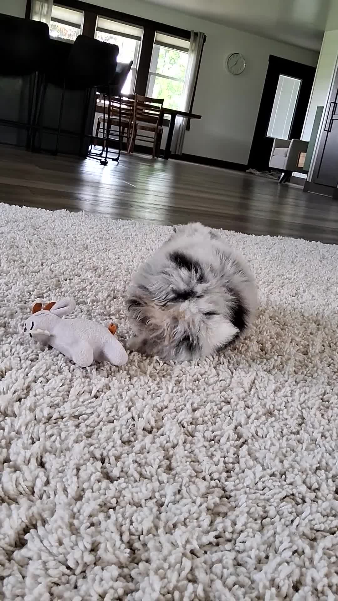 Pomeranian dogs for sale: Rory - Video 1