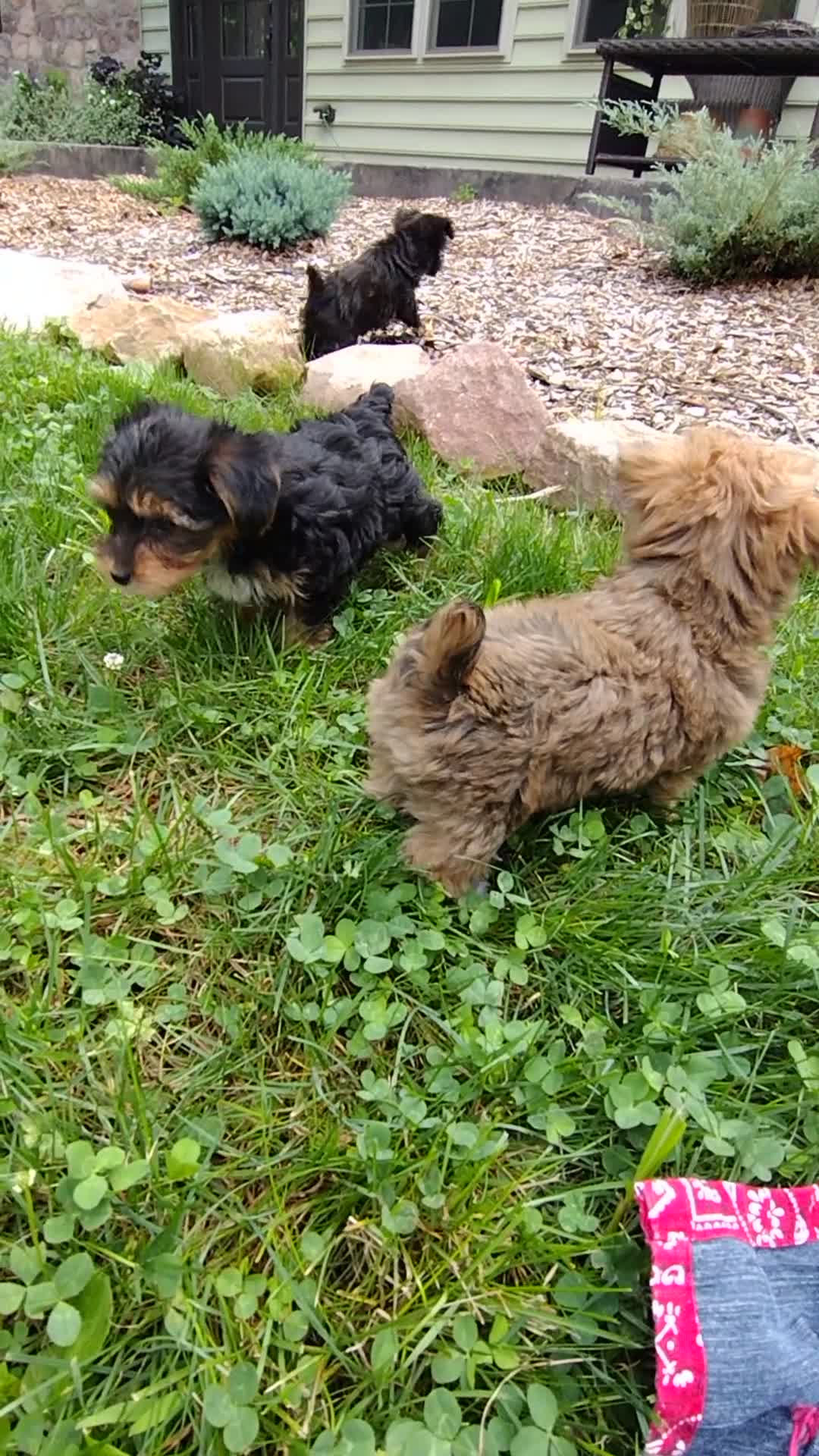 Yorkiepoo dogs for sale: Lily - Video 2