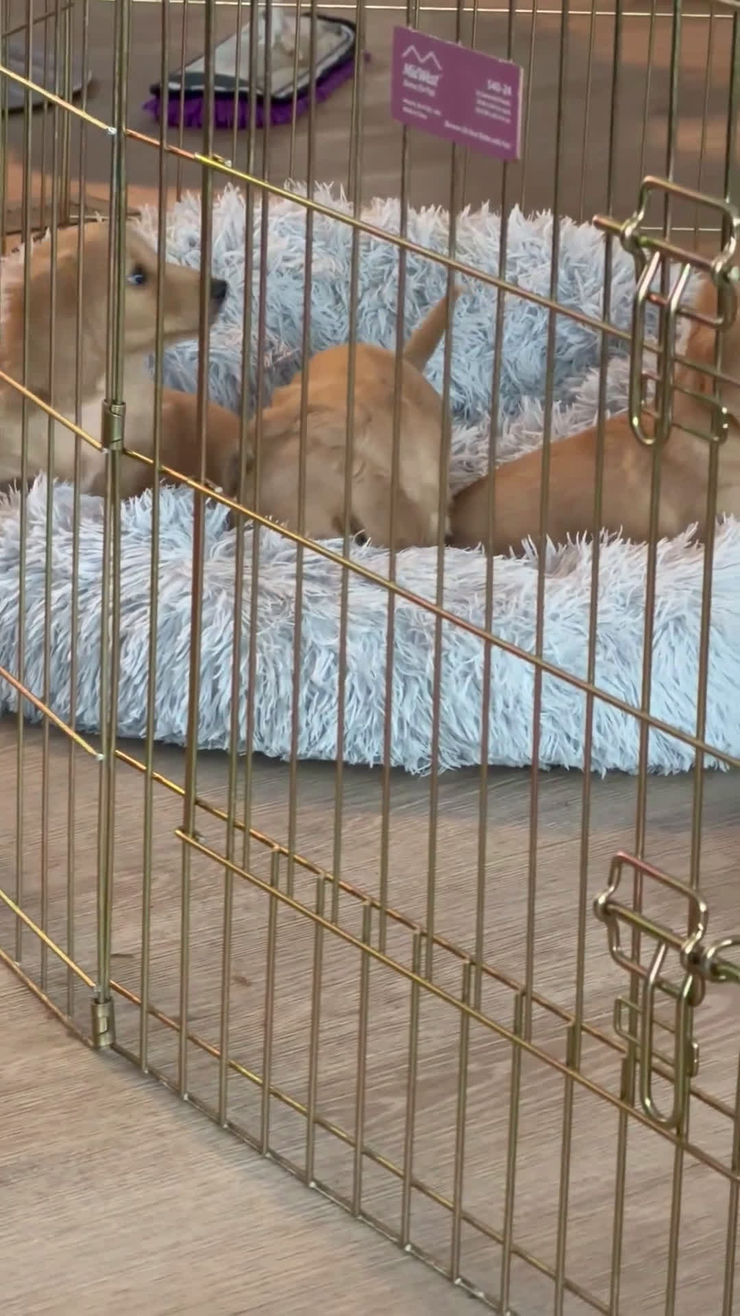 Dachshund dogs for sale: Dachshund Puppy 1 - Video 2