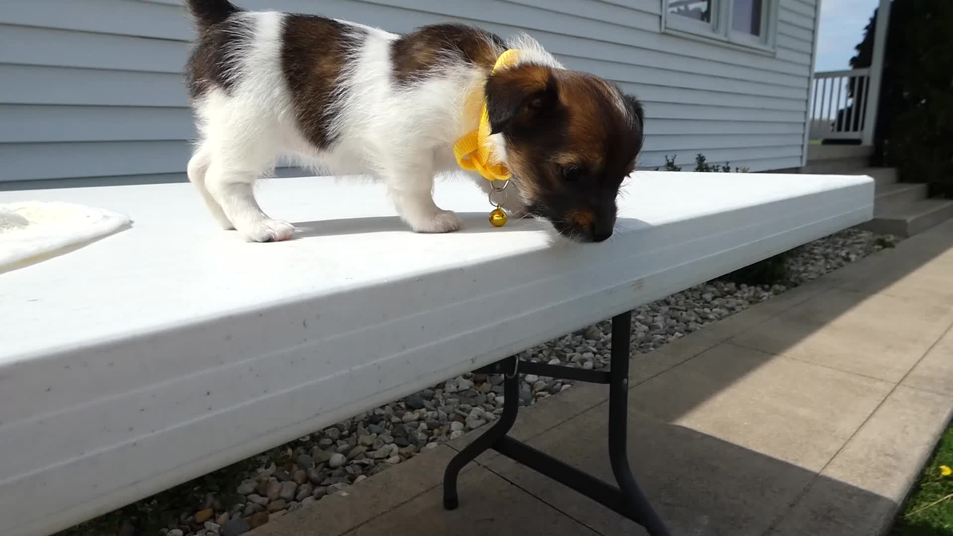 Maltipoo dogs for sale: Maltipoo Puppy 2 Lolly - Video 1