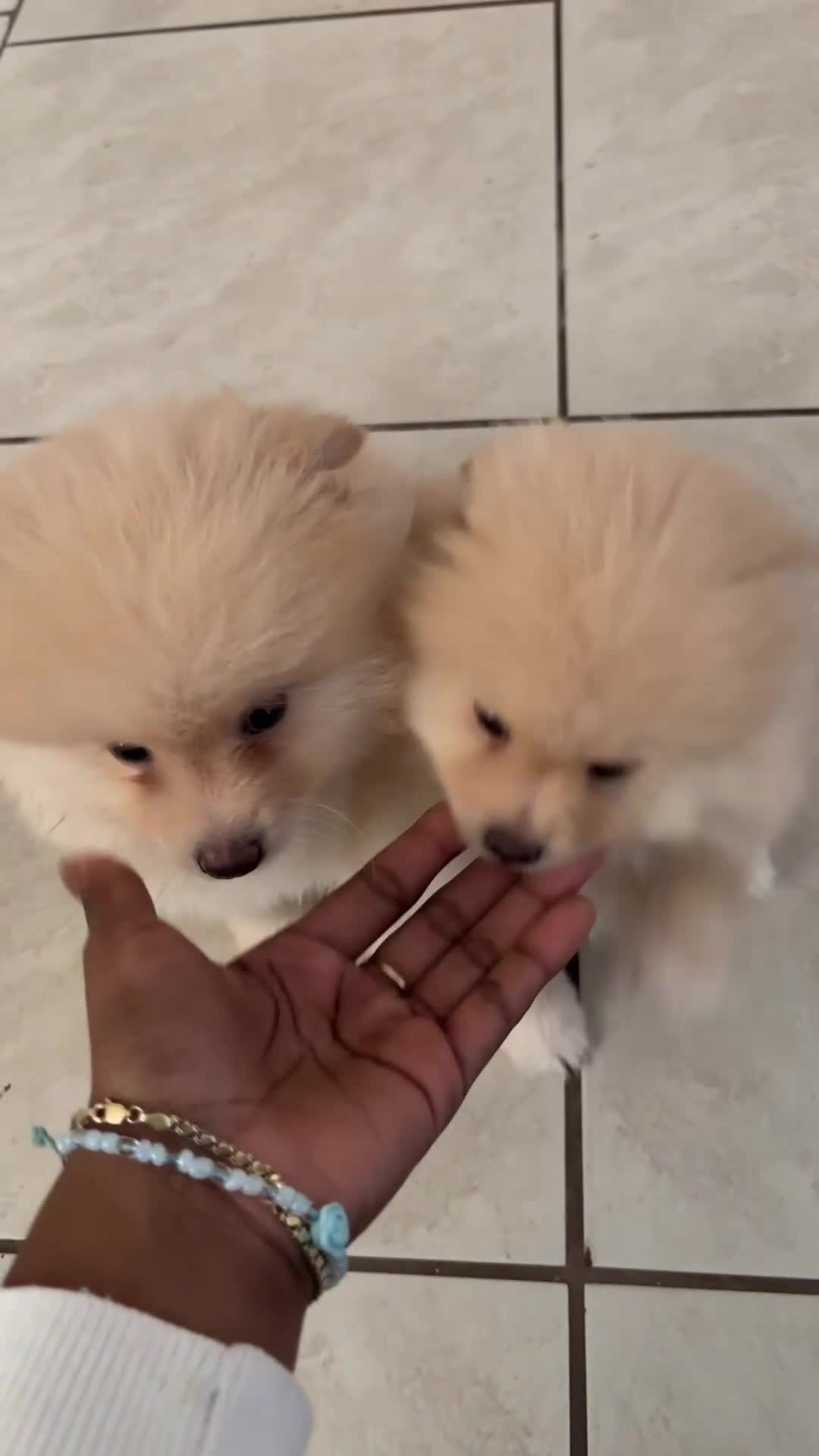 Pomeranian dogs for sale: Pomeranian 3 - Video 1