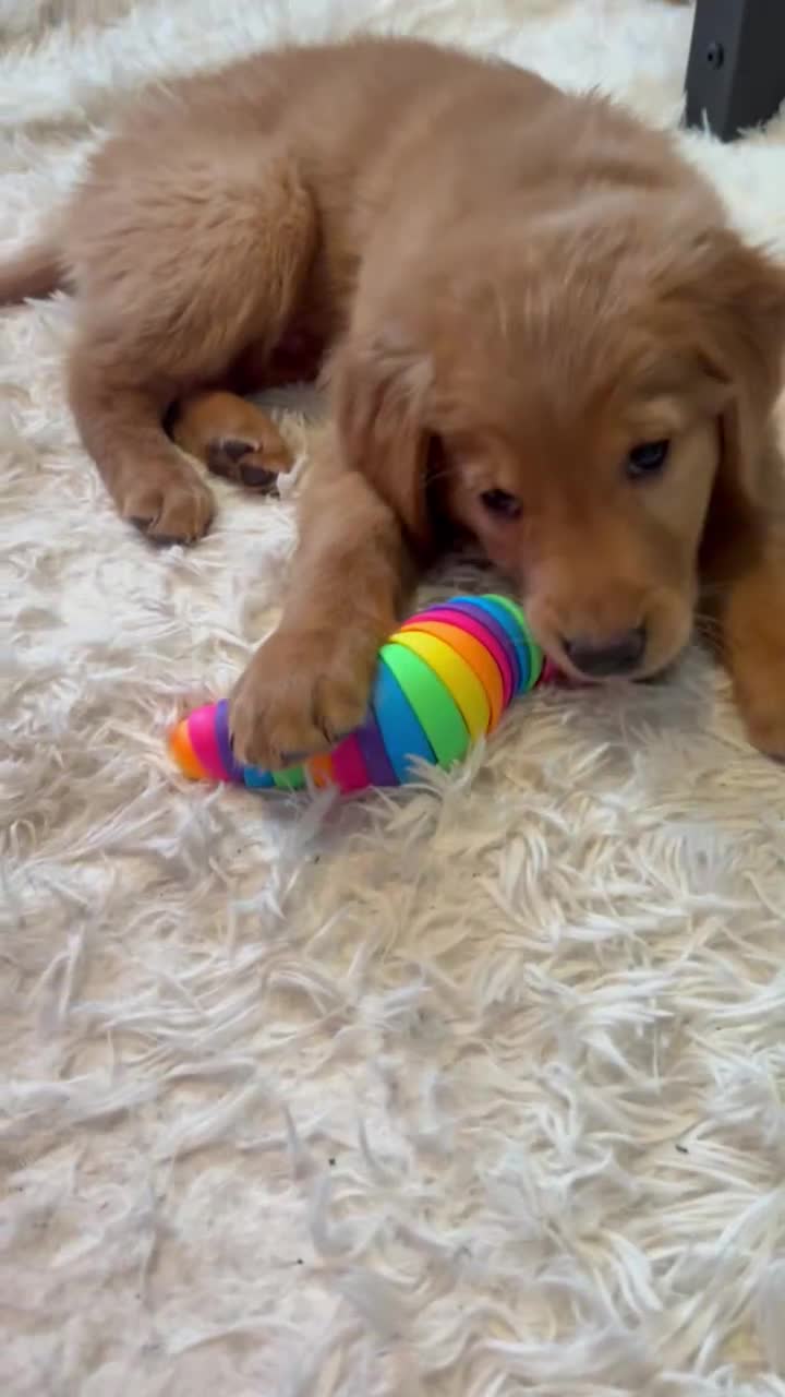 Golden Retriever dogs for sale: Prince - Video 6