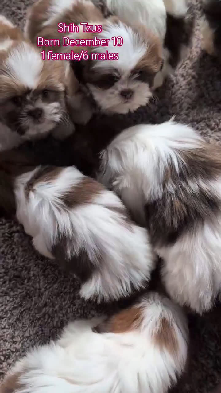 Shih Tzu dogs for sale: Cooper - Video 3