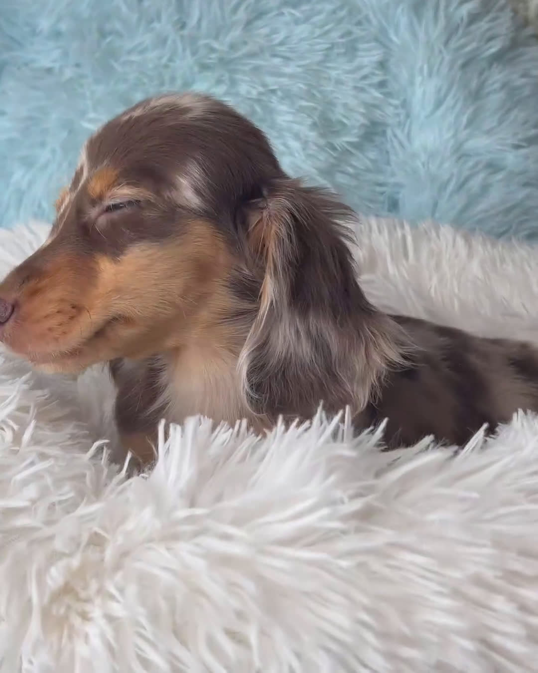 Miniature Dachshund dogs for sale:  Puppy 2 - Video 1