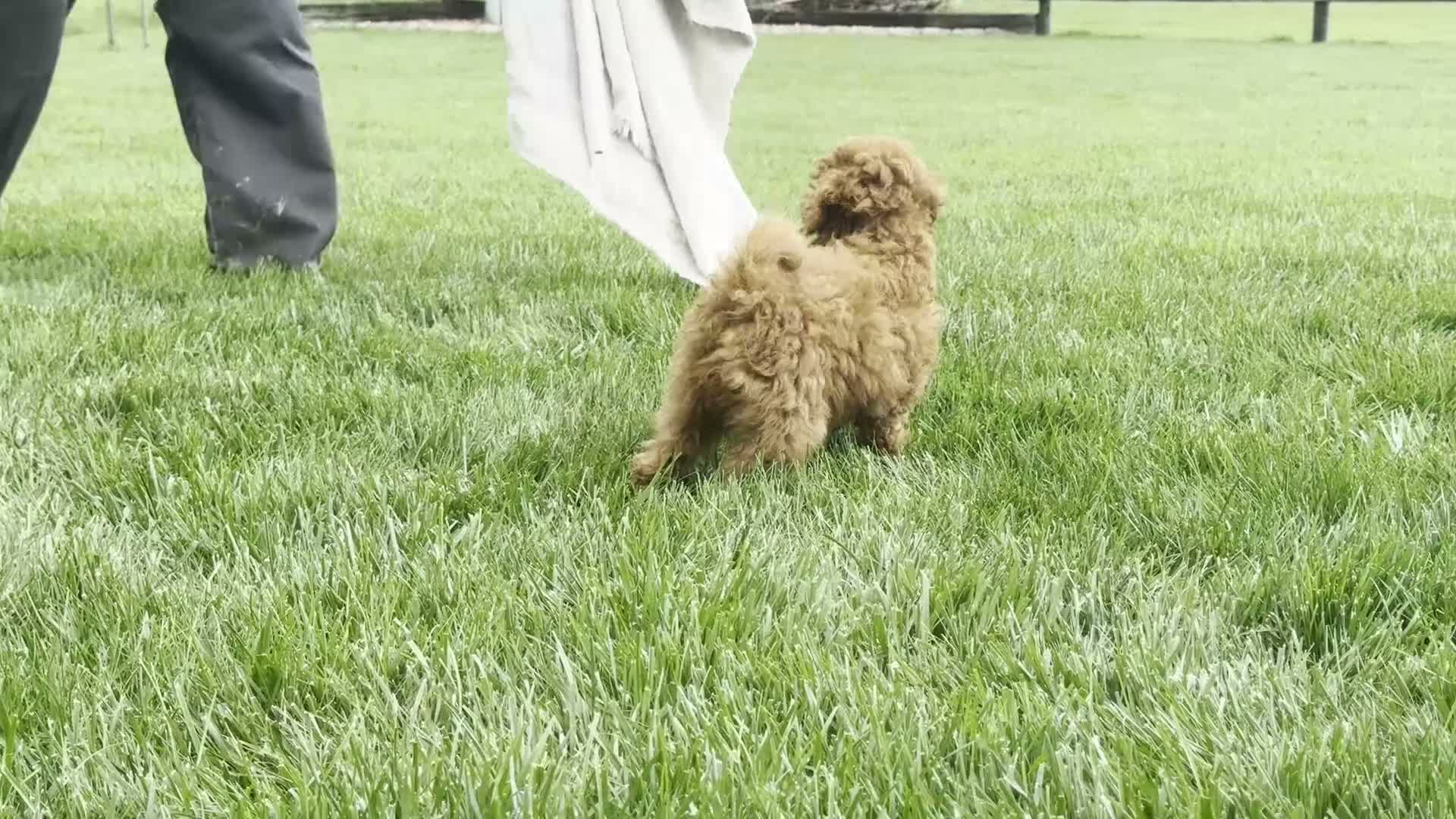 Miniature Poodle dogs for sale: Titus - Video 1