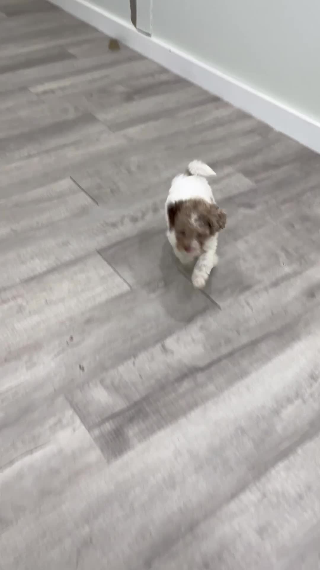 Miniature Poodle dogs for sale: Tucker - Video 1