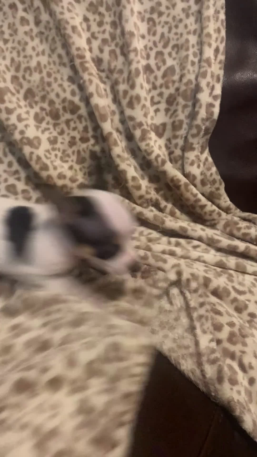 Chihuahua dogs for sale: Pinto - Video 1