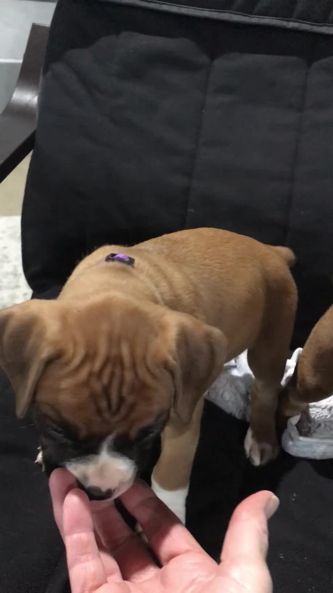 Boxer dogs for sale: Boxer Puppy 4 - Video 5