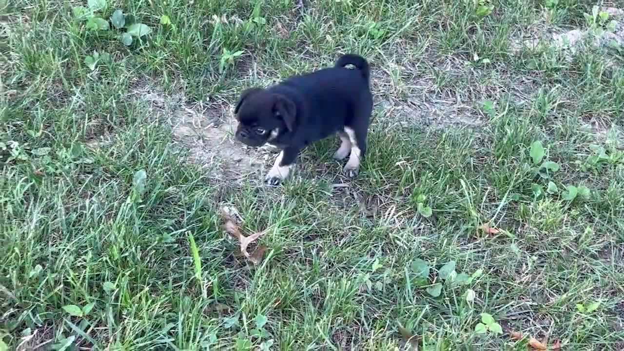 Pug dogs for sale: Buster - Video 1