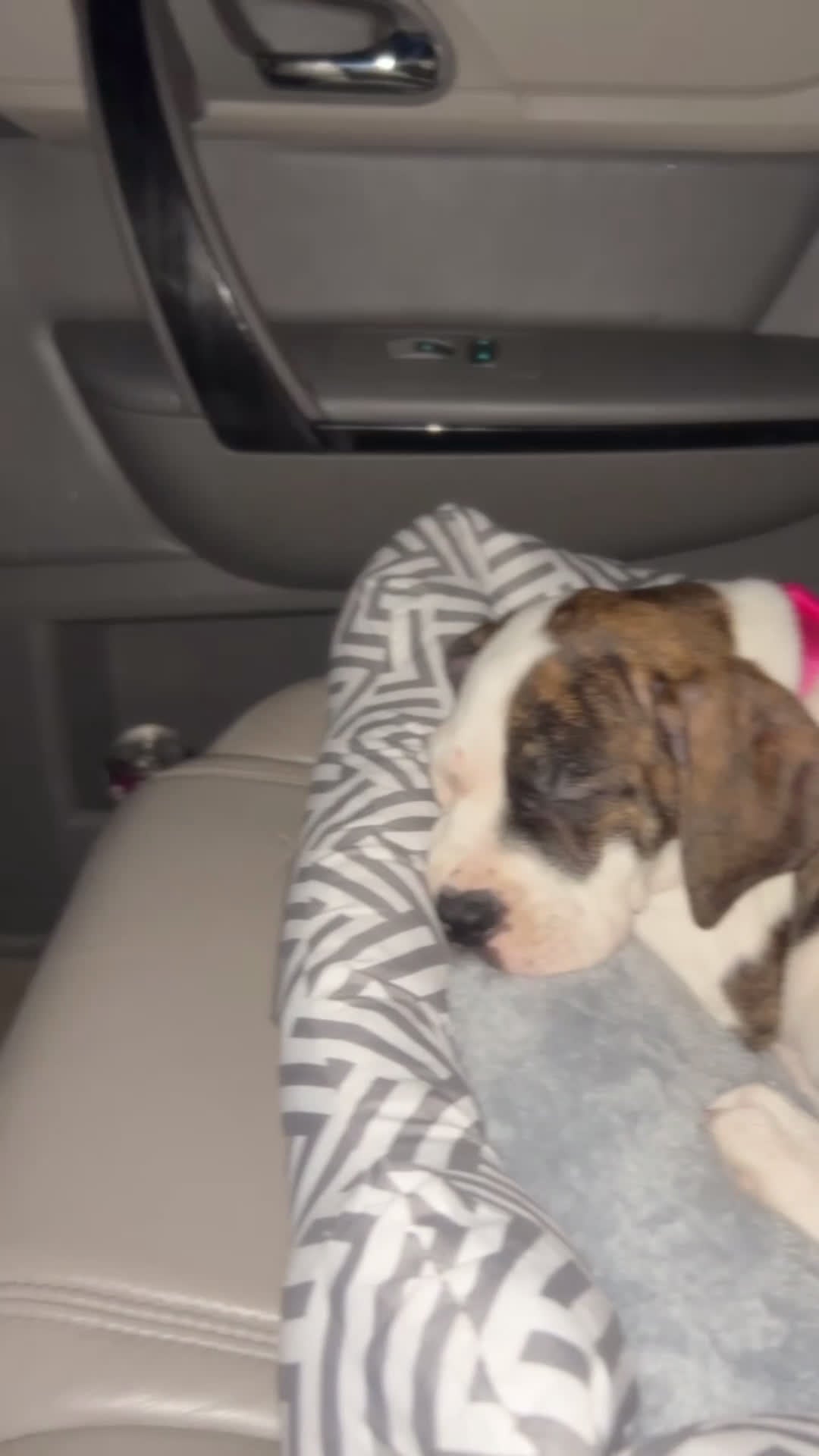 Mixed Breed dogs for sale: Mixed Breed Puppy 11 - Video 1