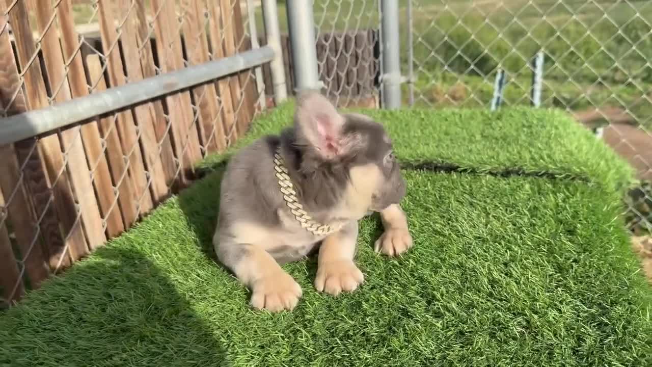 French Bulldog dogs for sale: Rocky - Rare Lilac Tan Visual Fluffy French Bulldog – Green Eyes 💎 - Video 3