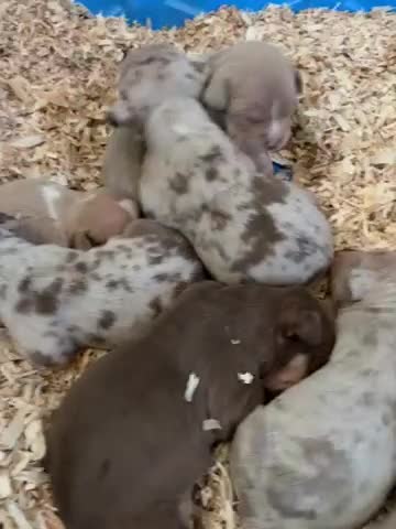 American Bully dogs for sale: Scarr - Video 1