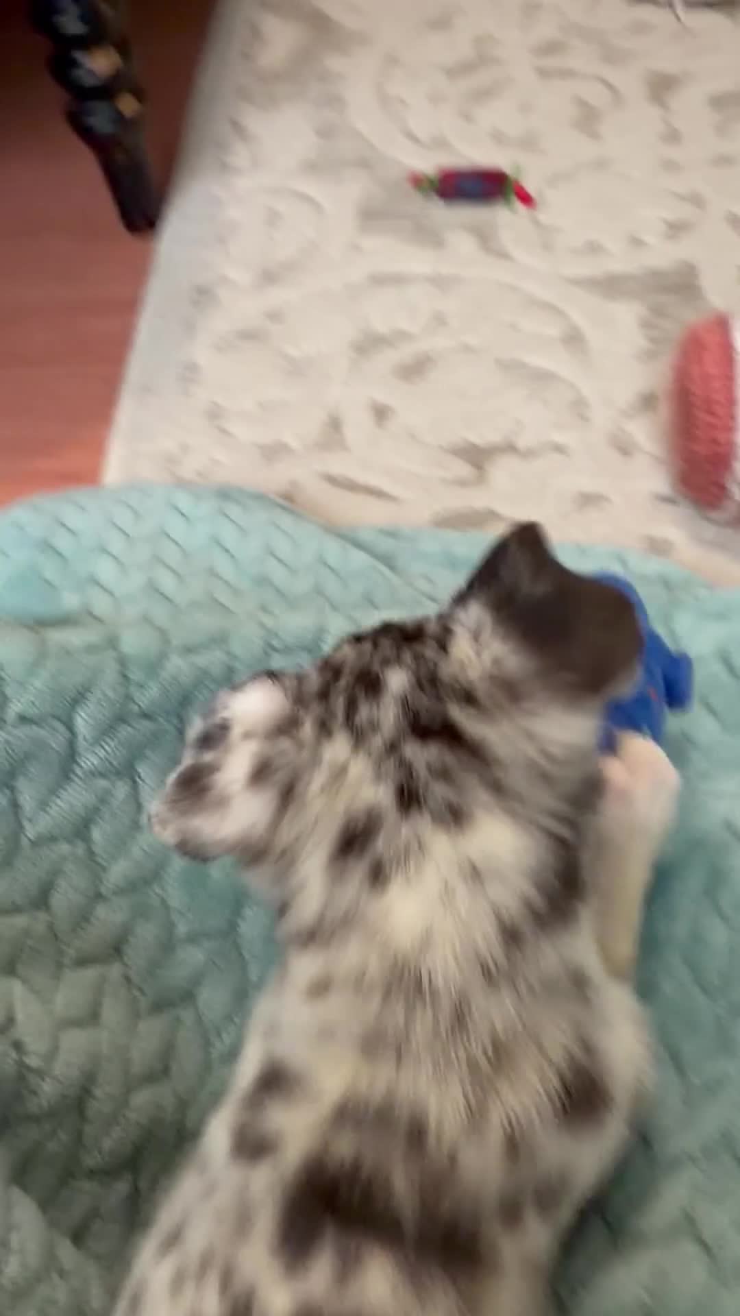 Mixed Breed dogs for sale: Luma  - Video 1