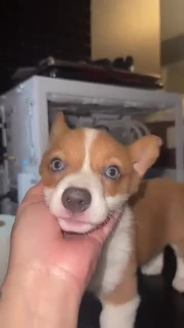 Welsh Corgi Pembroke dogs for sale: Lav - Video 1