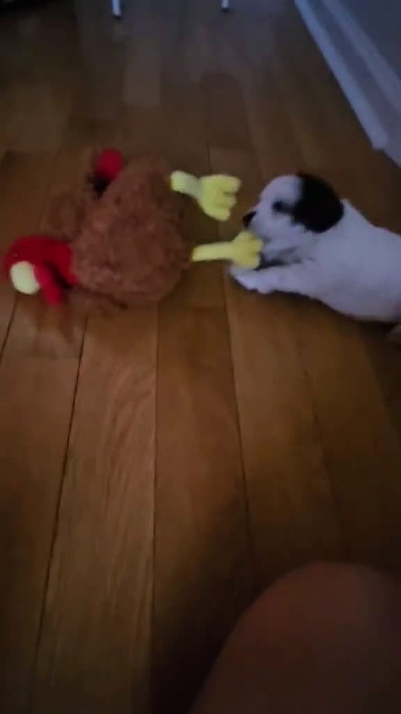 Mini Aussiedoodle dogs for sale: Patch - Video 1