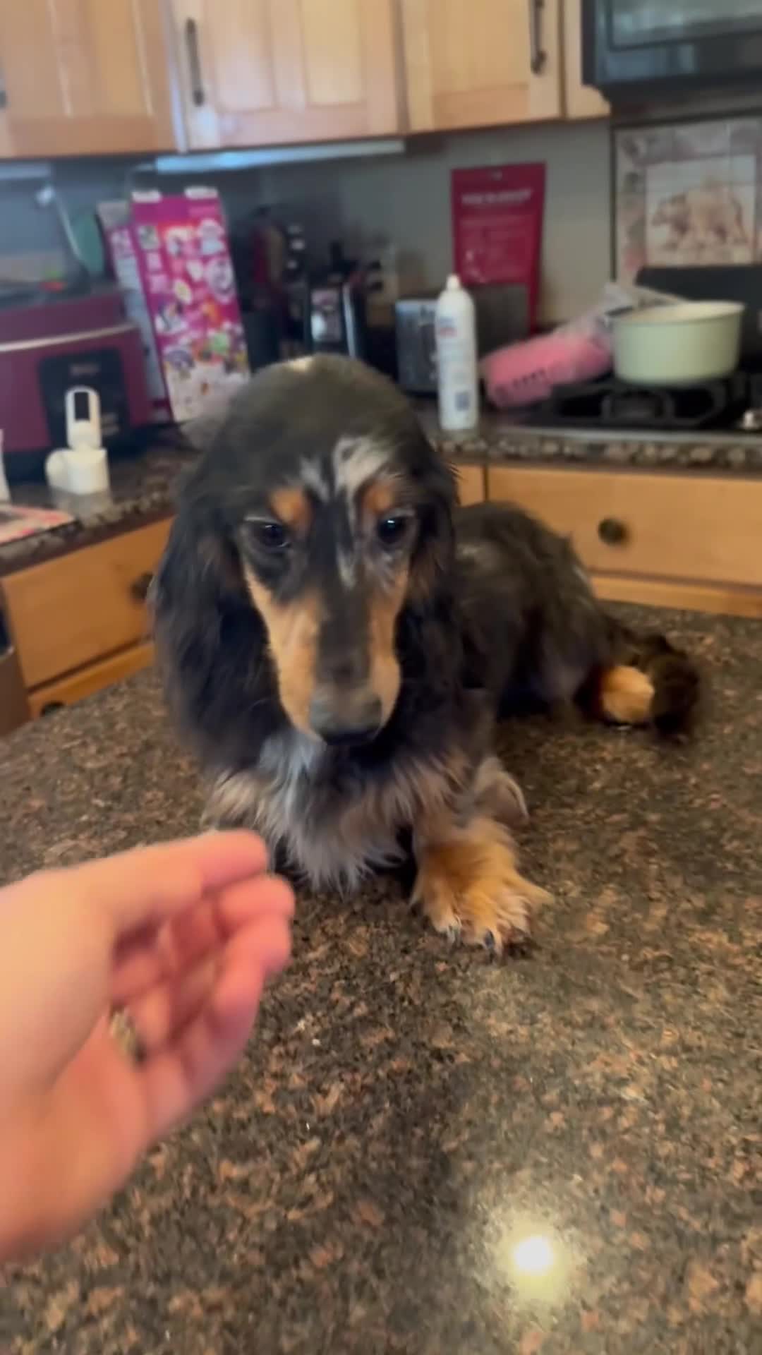 Miniature Dachshund dogs for sale: Champion sired Russian AKC boy - Video 2