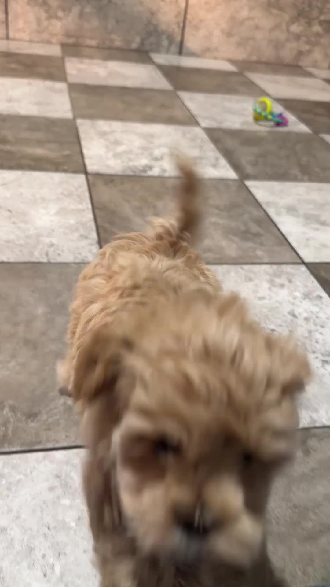 Maltipoo dogs for sale: Jill - Video 1