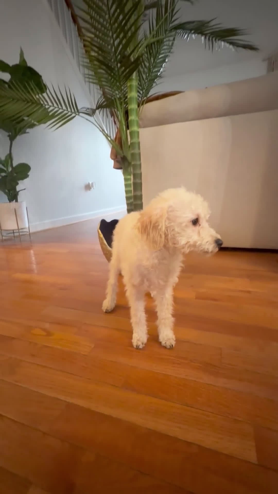 Mini Goldendoodle dogs for sale: Pixie  - Video 1