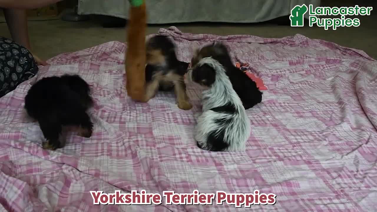 Yorkshire Terrier dogs for sale: Captian - Video 1