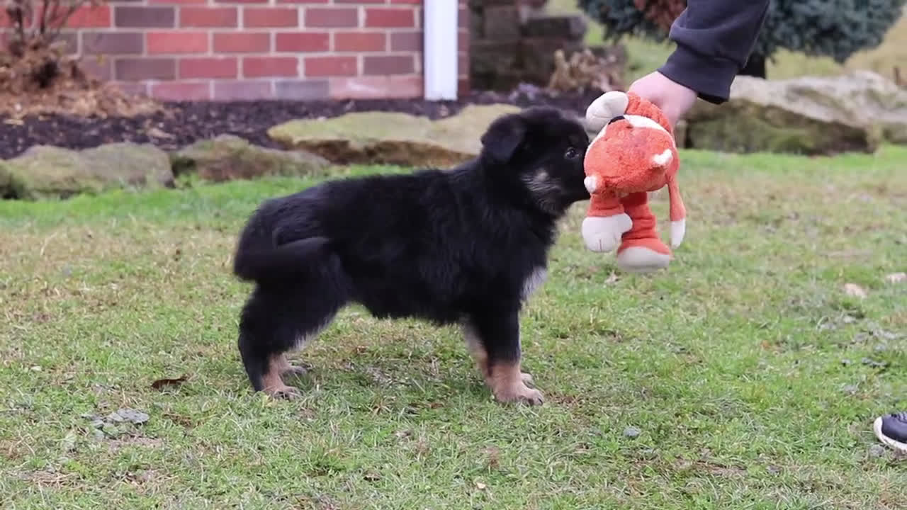 German Shepherd dogs for sale: SPECIAL Anita - Video 1