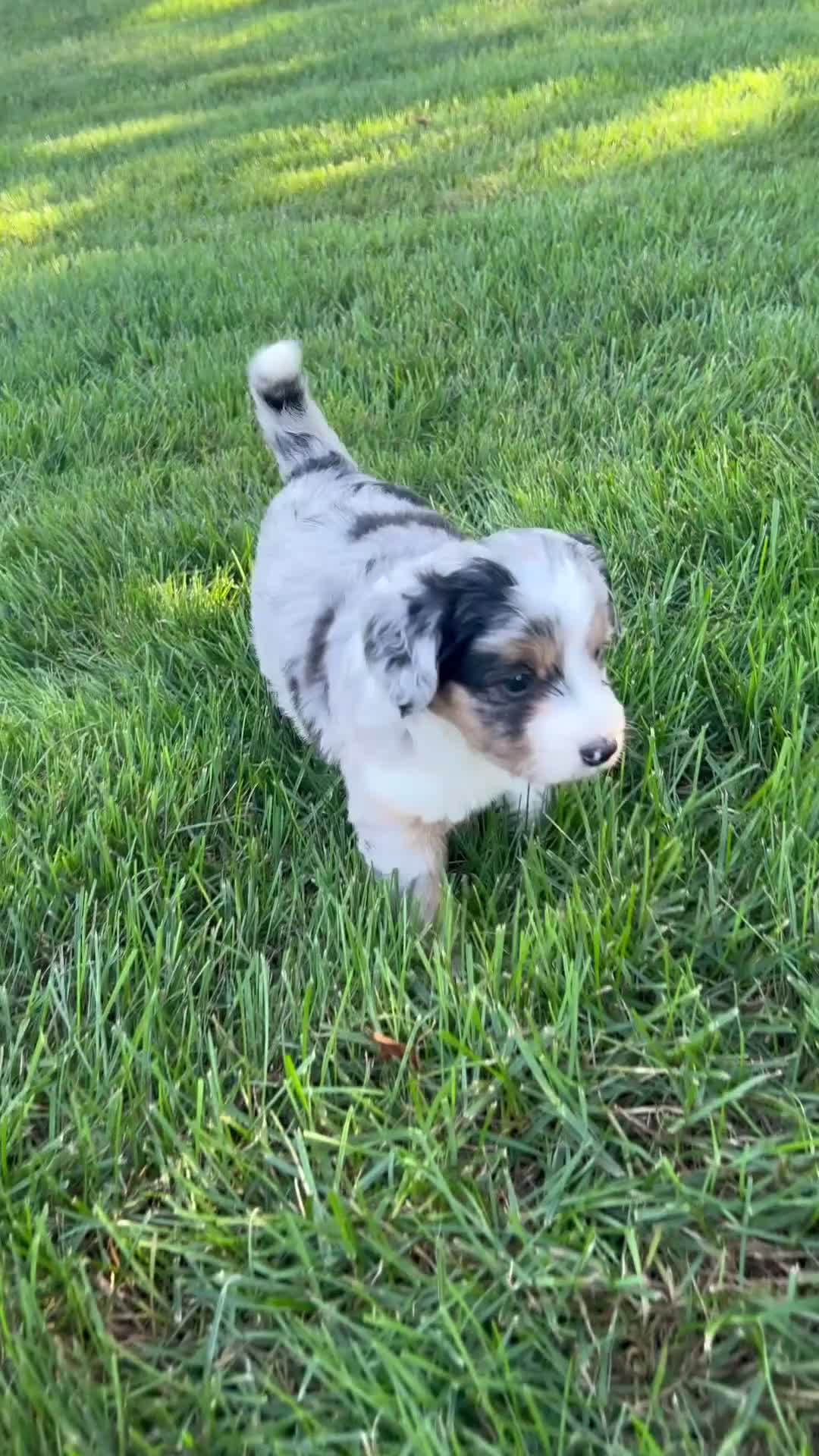 Mini Aussiedoodle dogs for sale: Kali 🎀 - Video 1