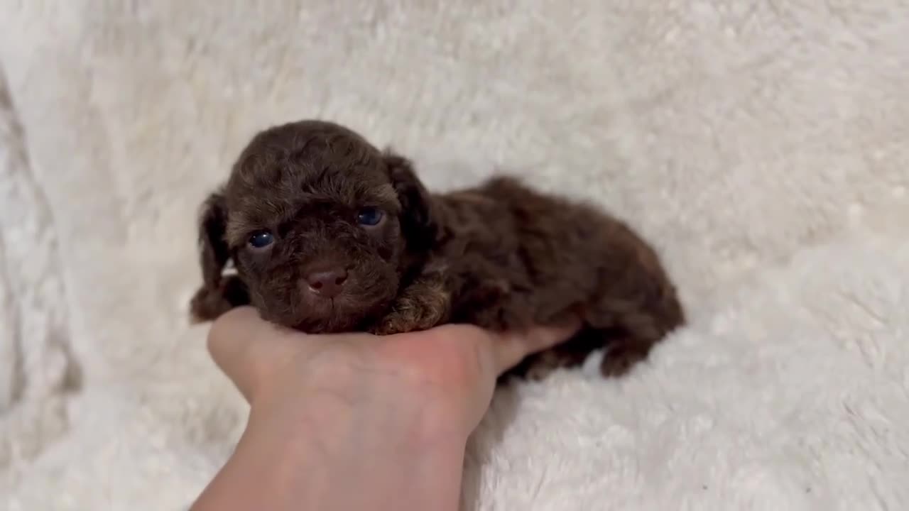 Toy Poodle dogs for sale: Loki - Video 1