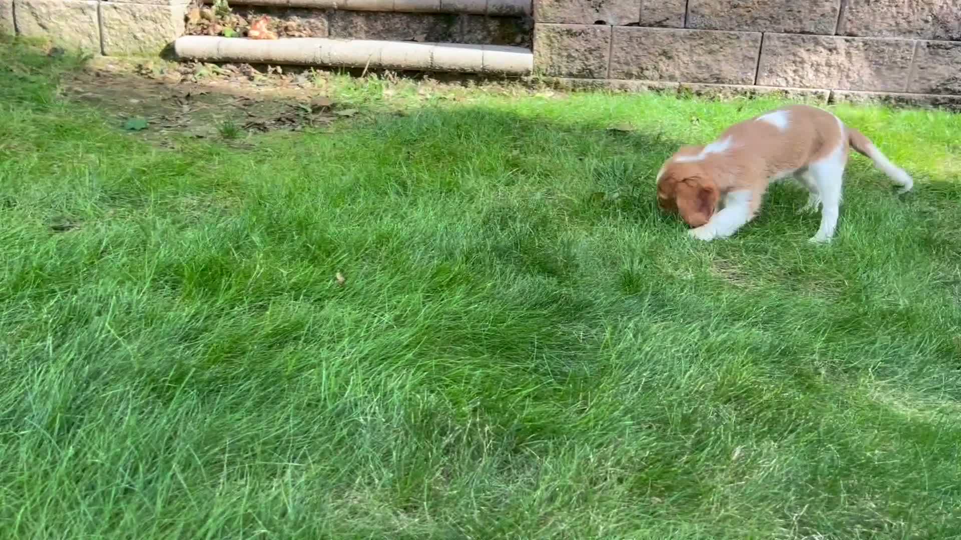 Cavalier King Charles Spaniel dogs for sale: Liam - Video 1
