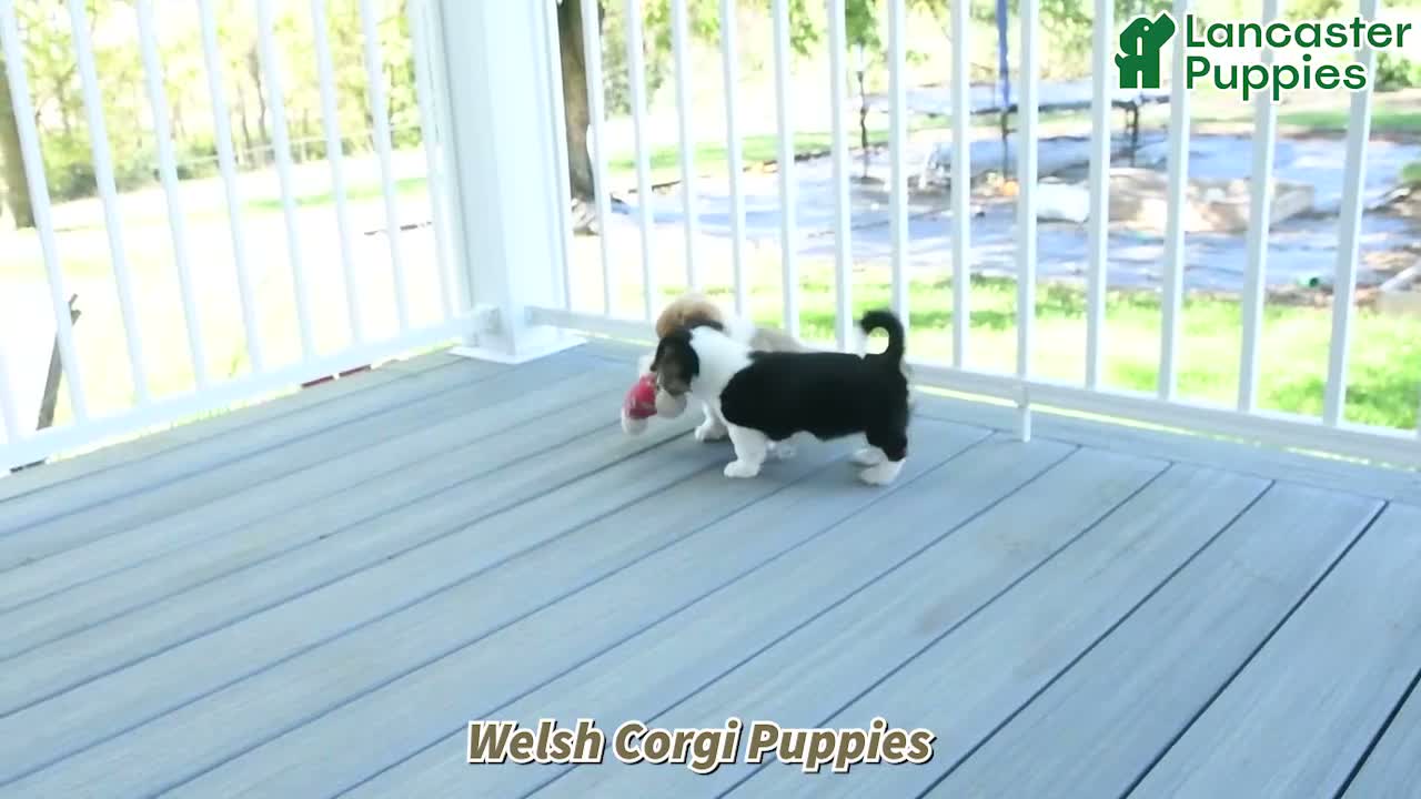 Welsh Corgi Pembroke dogs for sale: Keesha - Video 1