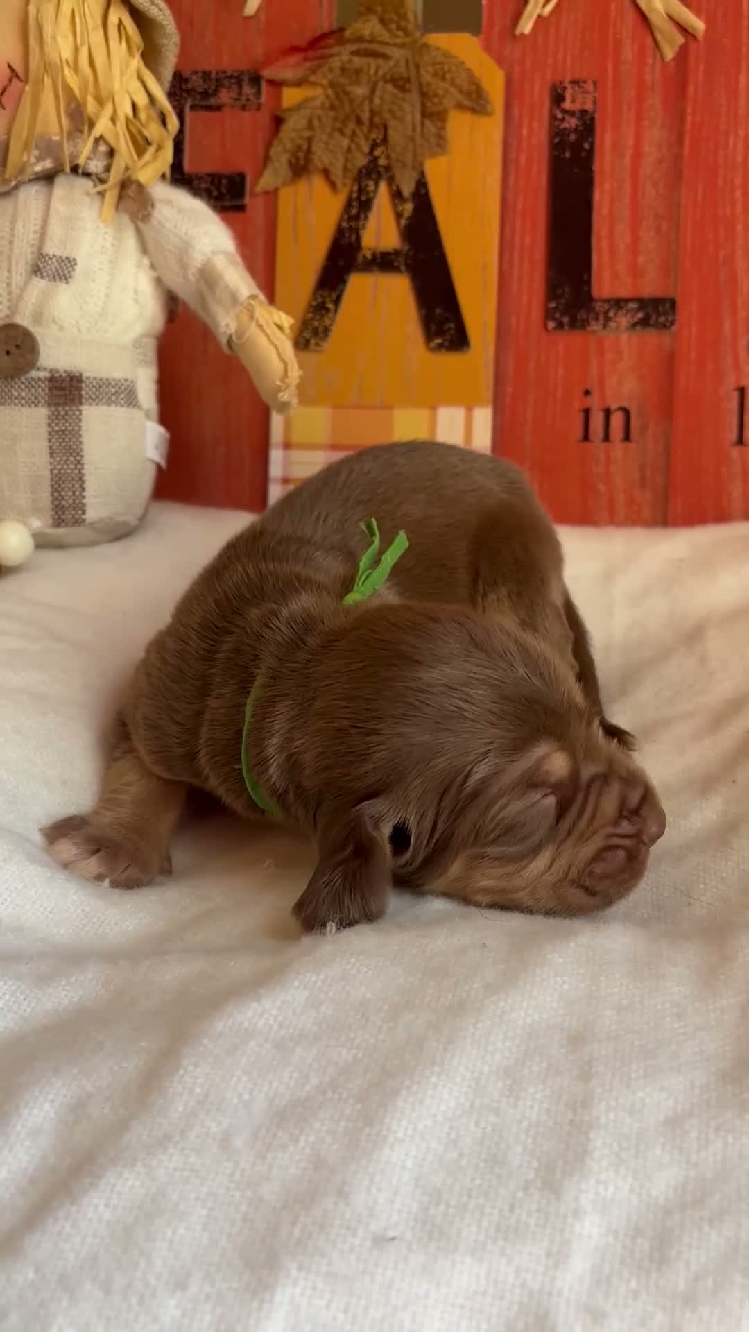 Bloodhound dogs for sale: Green collar male - Video 1