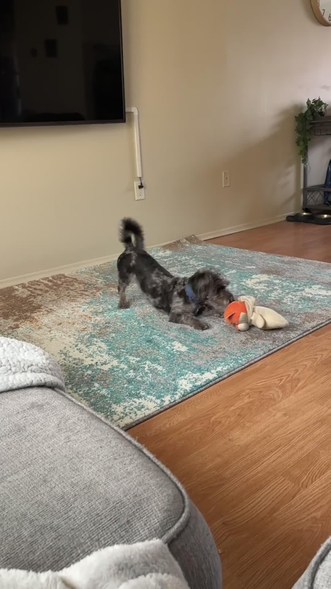 Yorkiepoo dogs for sale: Spice - Video 2