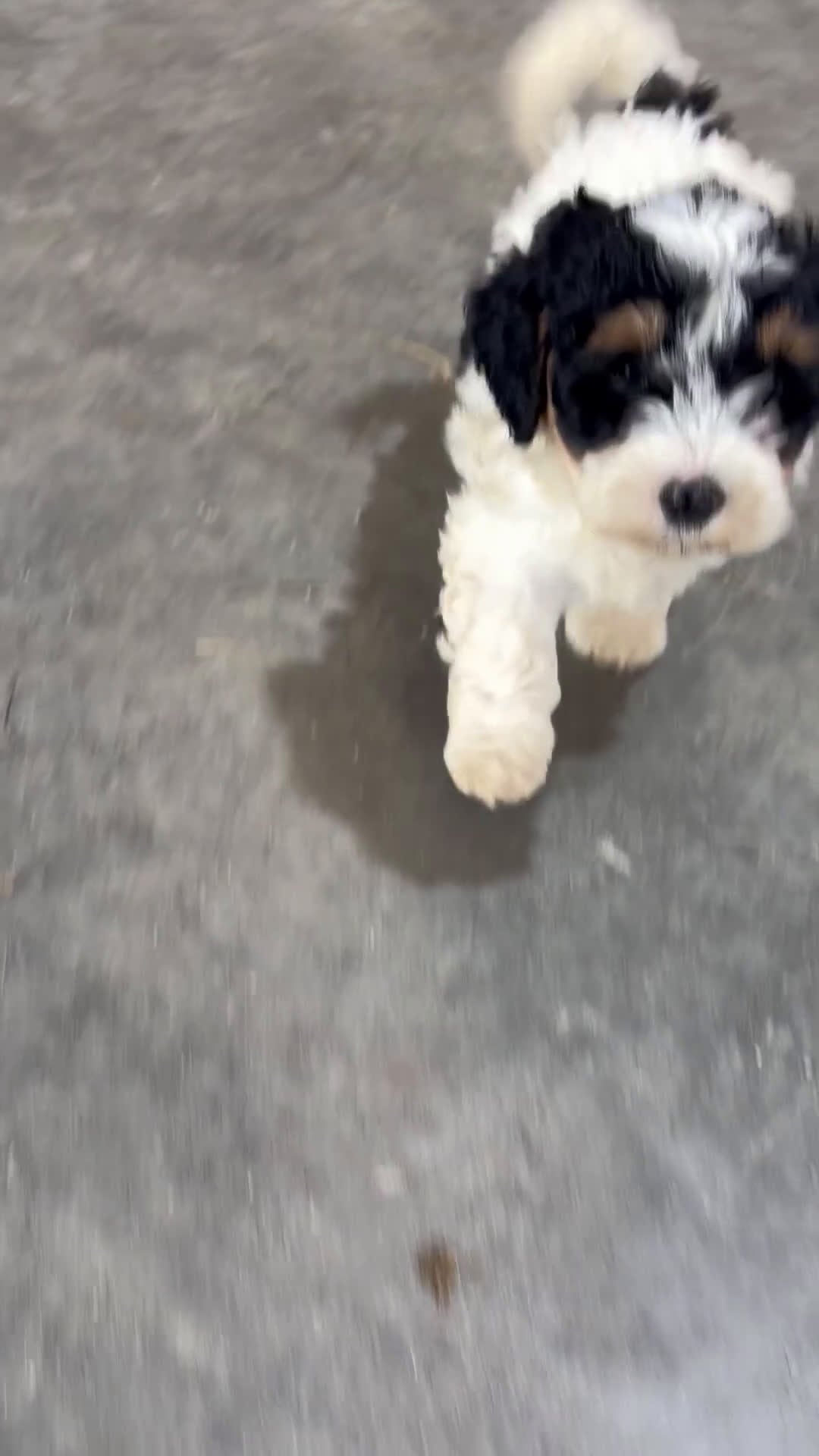 Mini Bernedoodle dogs for sale: Andy - Video 1