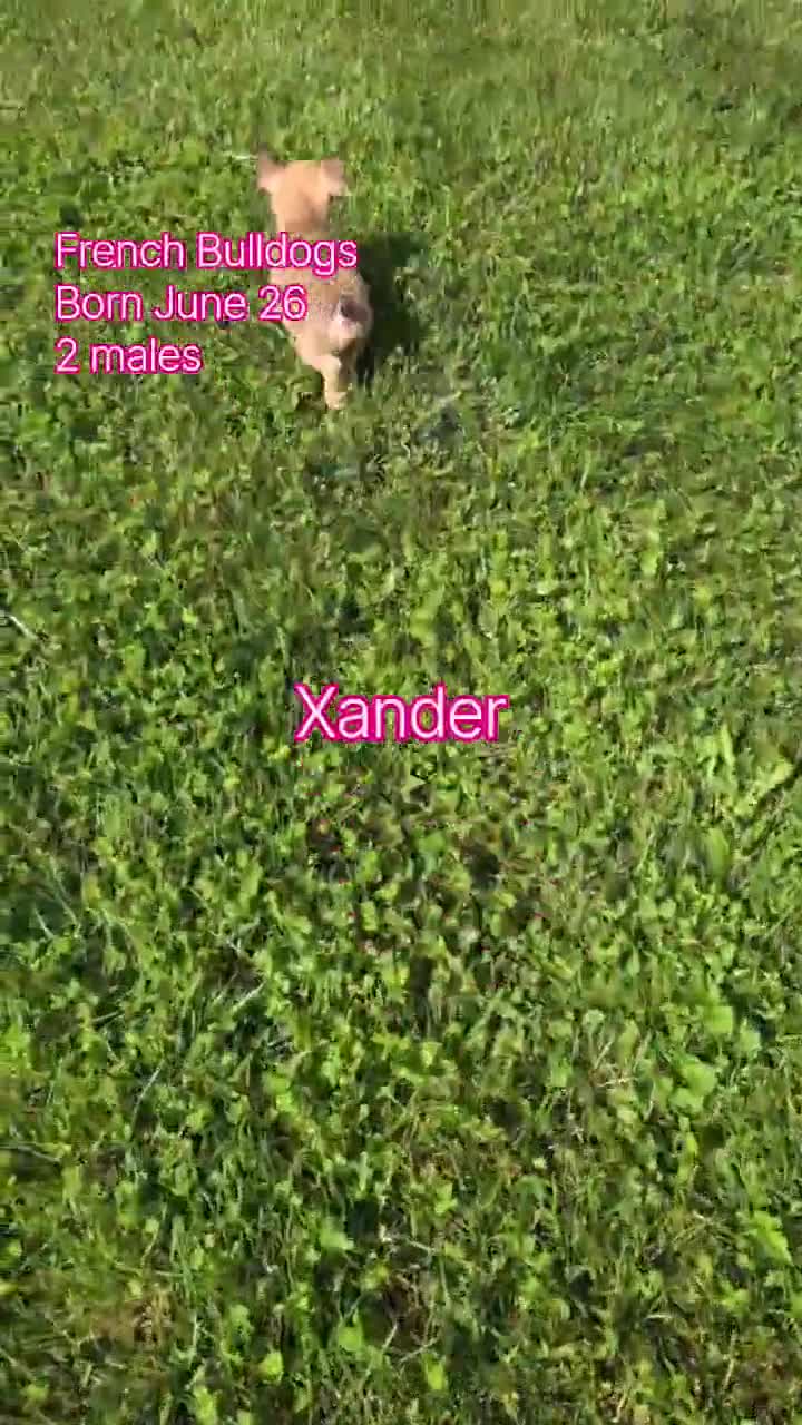 French Bulldog dogs for sale: Xander - Video 3