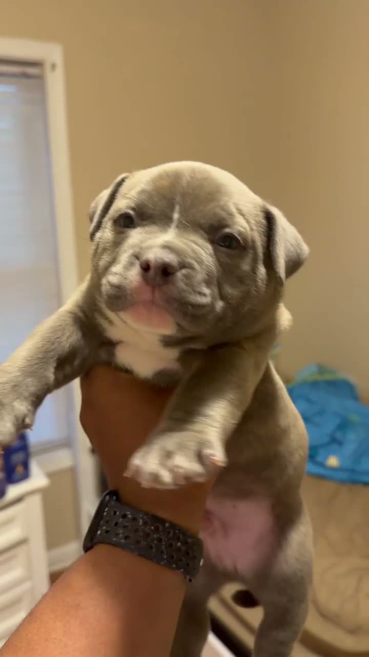 American Bully dogs for sale: Rex - Video 1