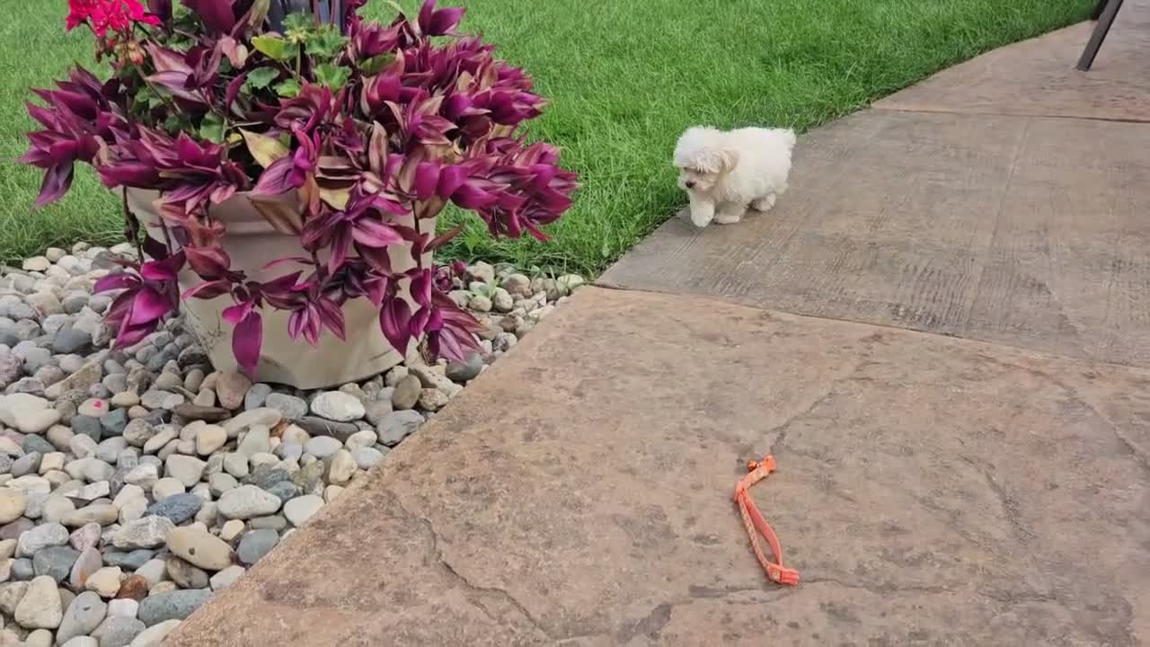 Maltipoo dogs for sale: Carson - Video 1