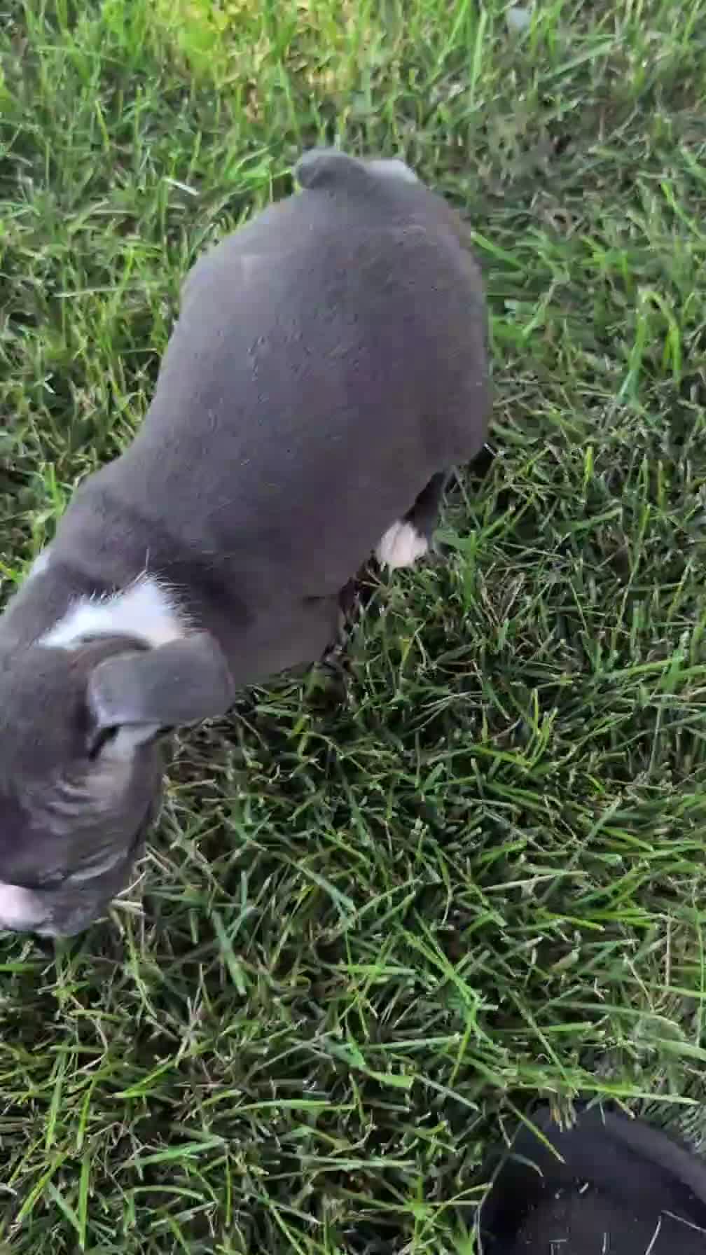 Boston Terrier dogs for sale: Tulip - Video 1