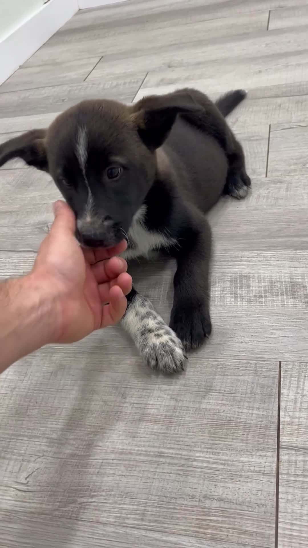 Mixed Breed dogs for sale: Reese - Video 1