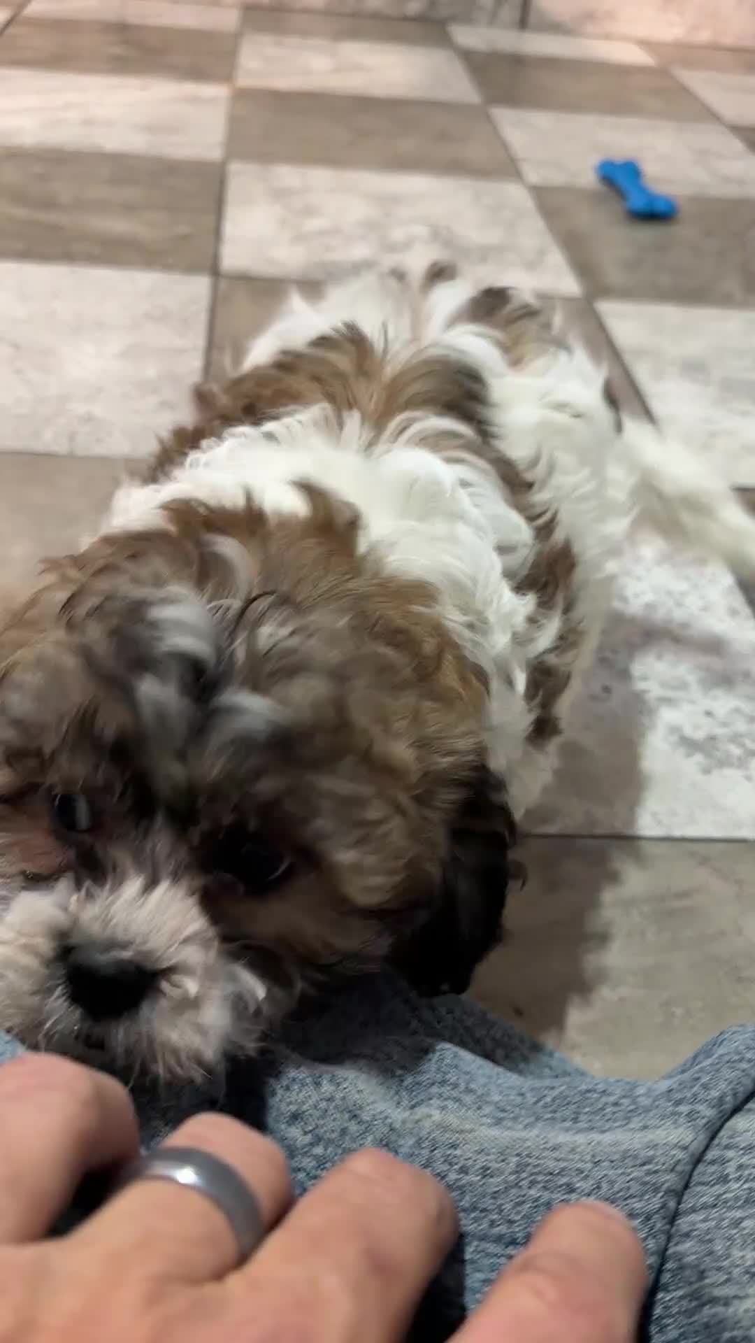 Teddy Bear dogs for sale: Rocky - Video 1