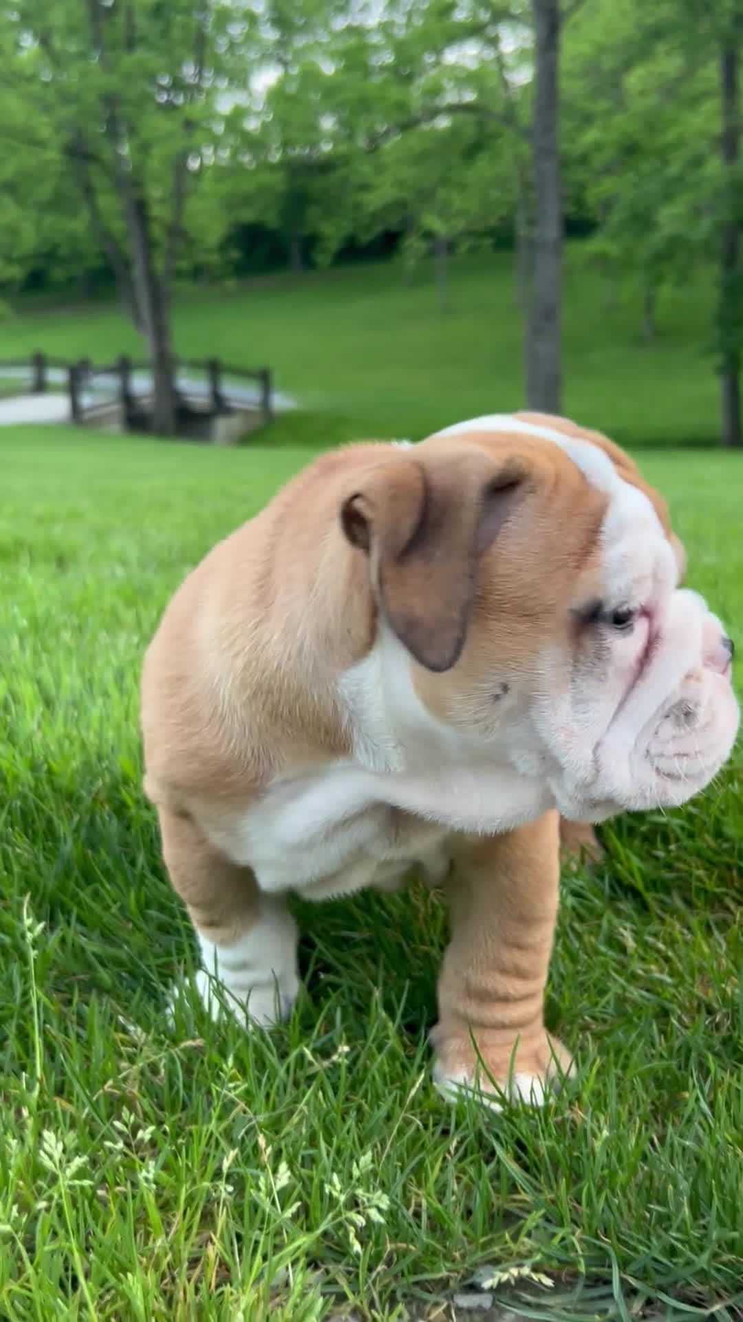 English Bulldog dogs for sale: Zeke - Video 1