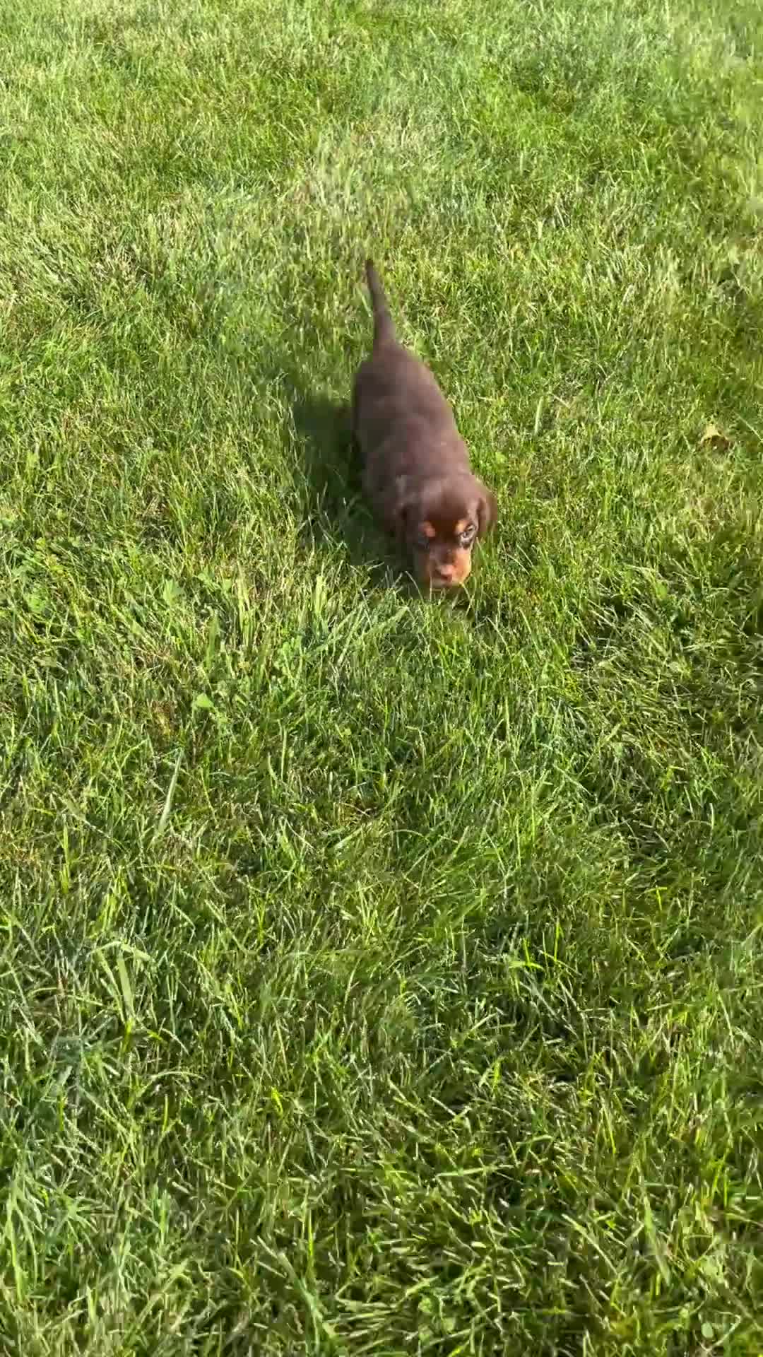 Beaglier dogs for sale: Hawk - Video 1