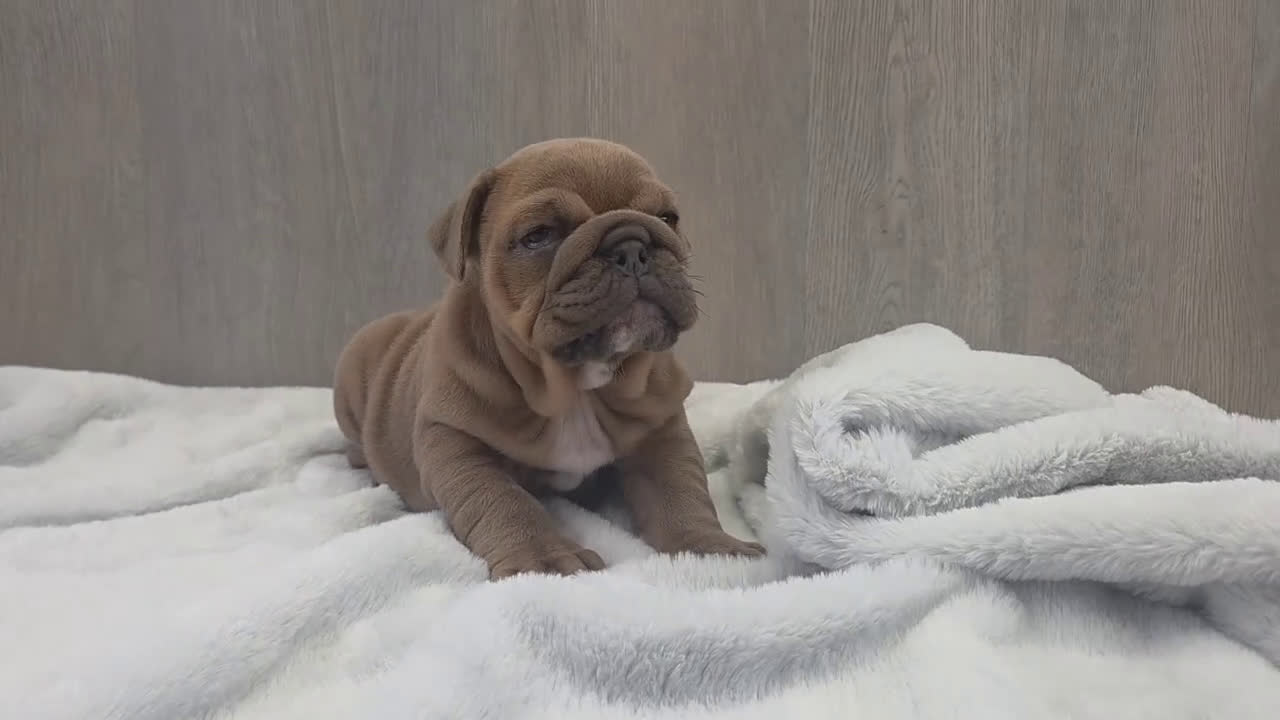 English Bulldog dogs for sale: Kona - Video 2