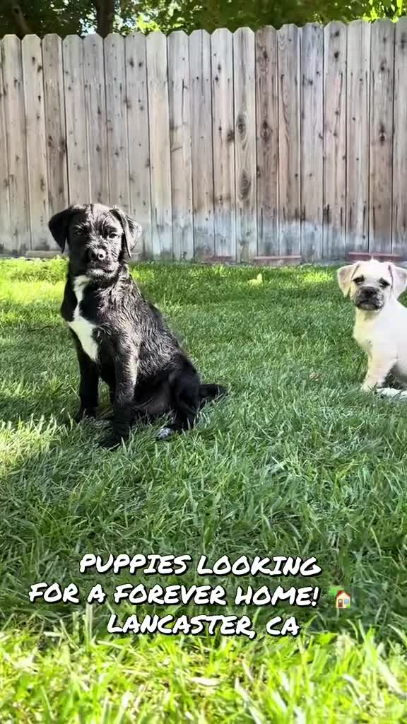 Mixed Breed dogs for sale: Mixed Breed 3 - Video 1