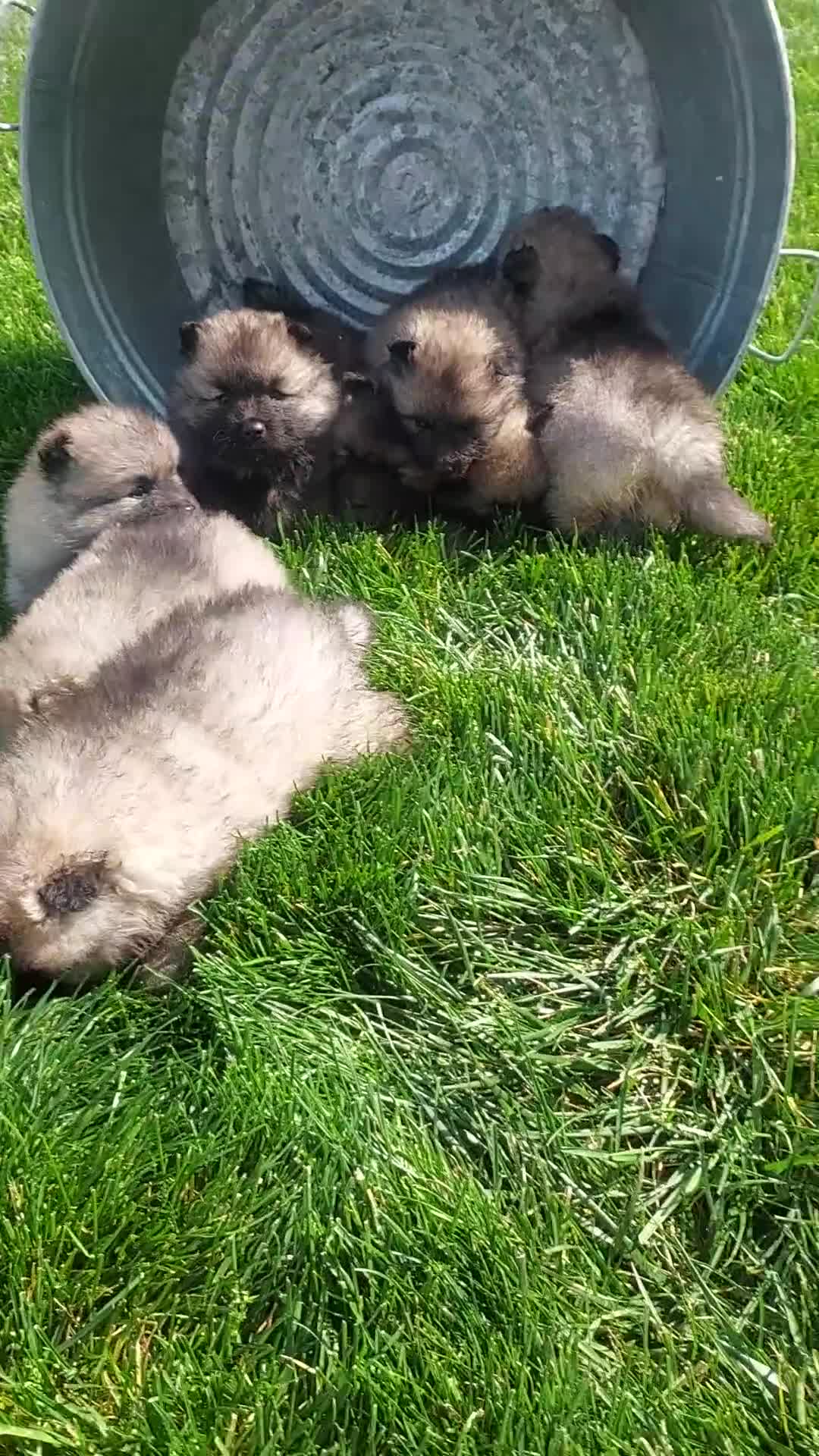 Keeshond dogs for sale: Austin - Video 2