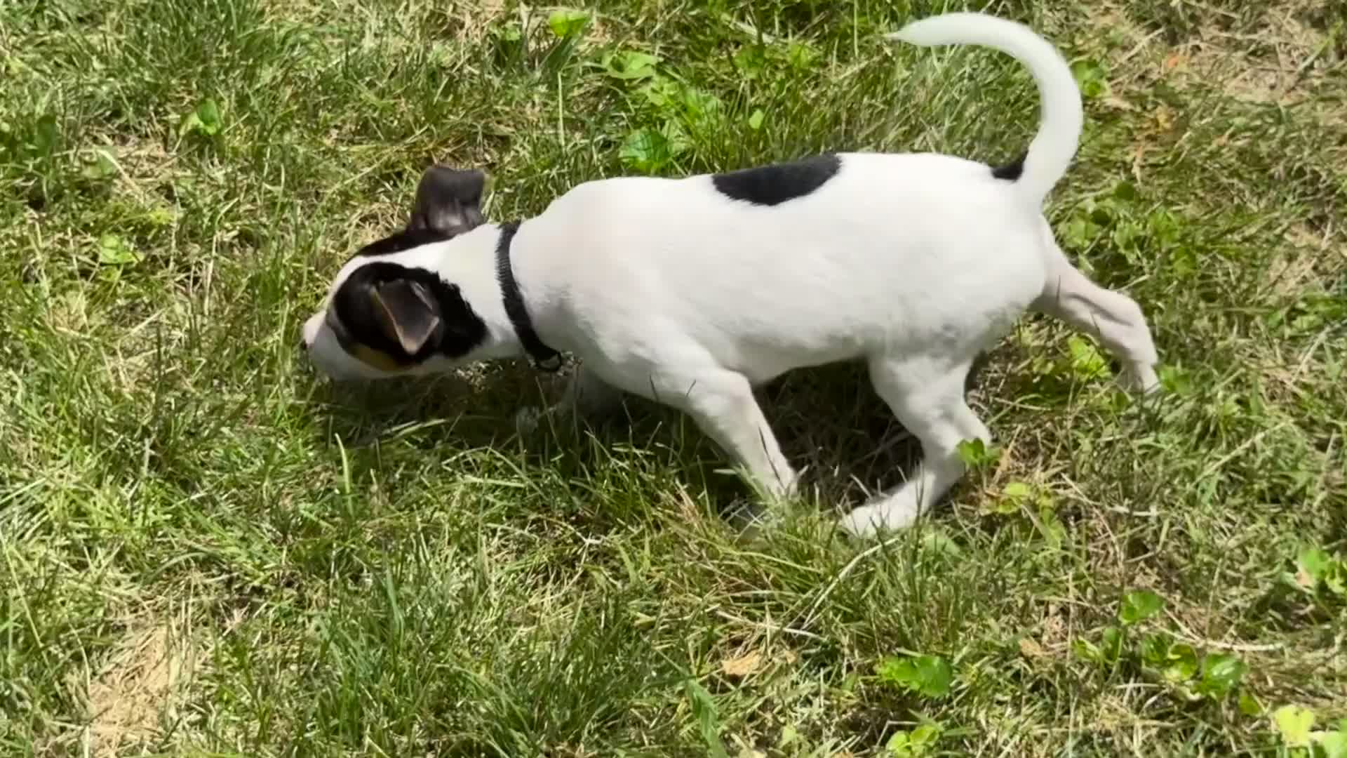 Jack Russell Terrier dogs for sale: Pipsqueak - Video 1