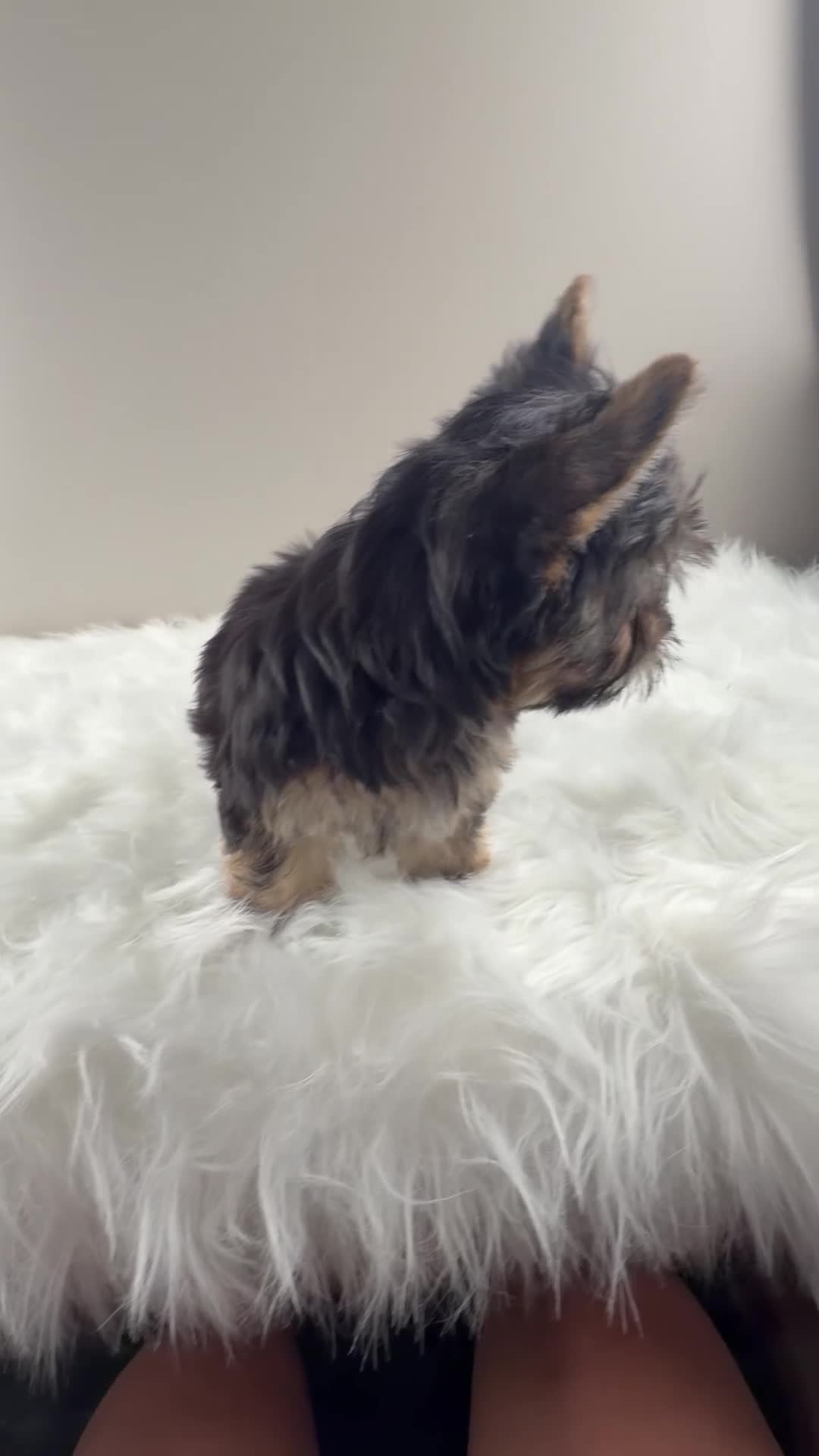 Yorkshire Terrier dogs for sale: AJ - Video 3