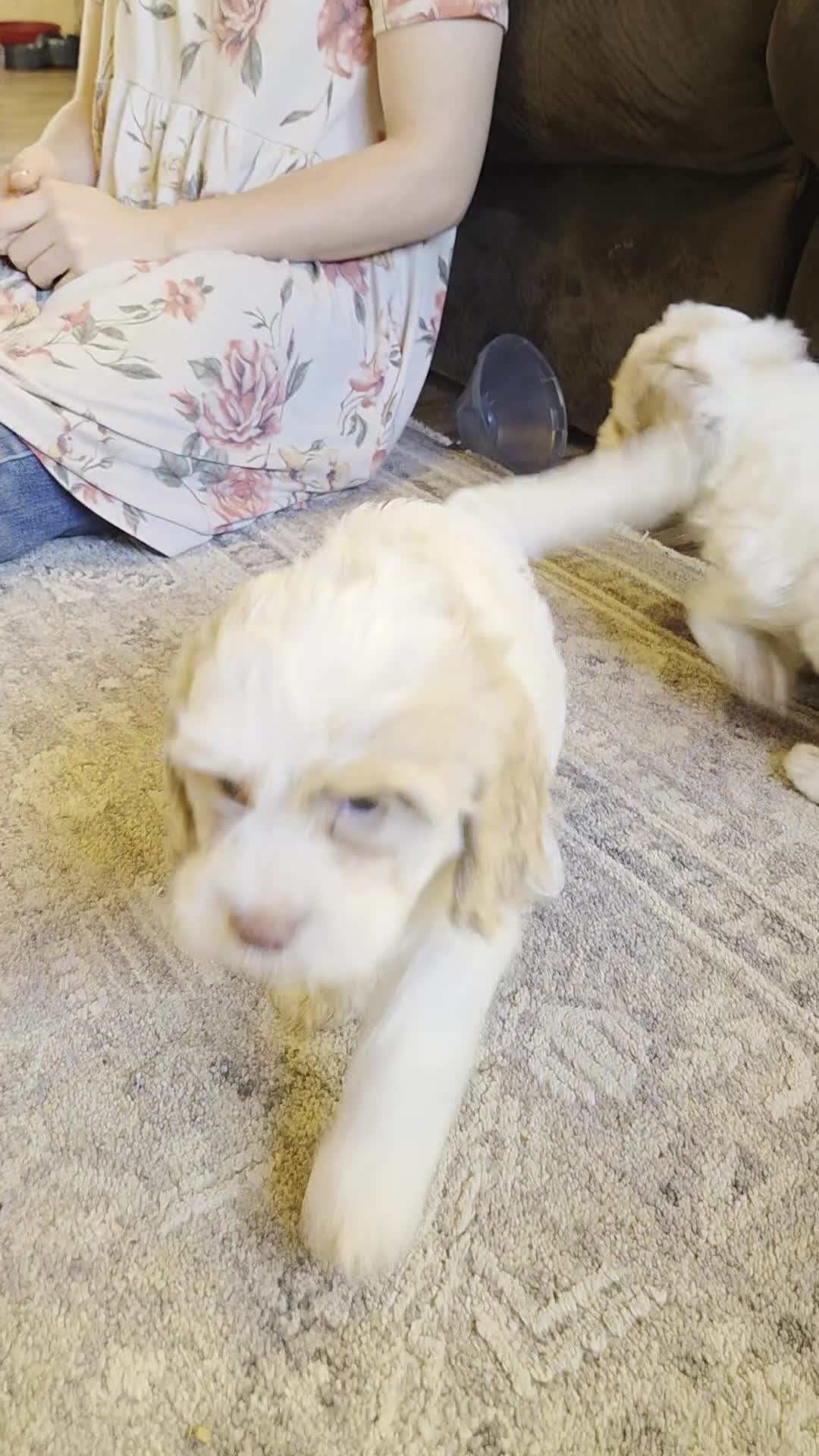 Cockapoo dogs for sale: Char - Video 2