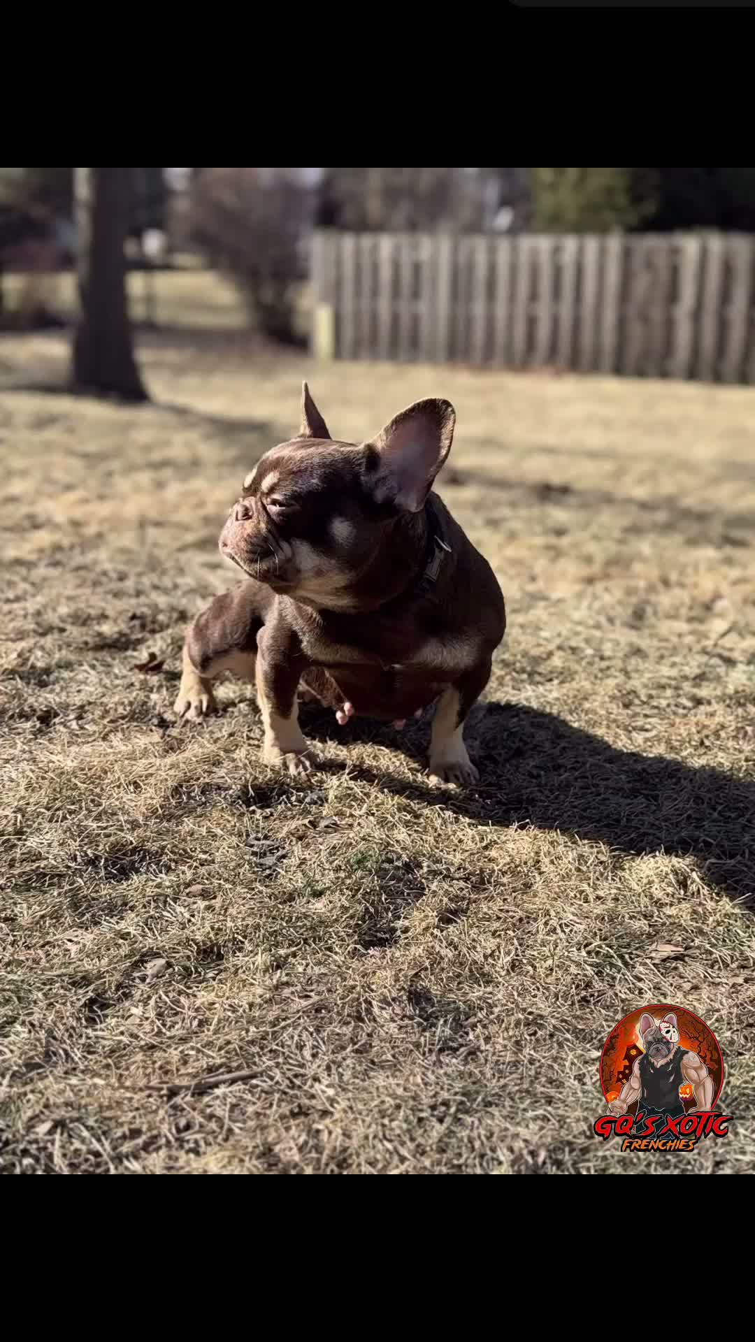 French Bulldog dogs for sale: Black and white male - Video 1