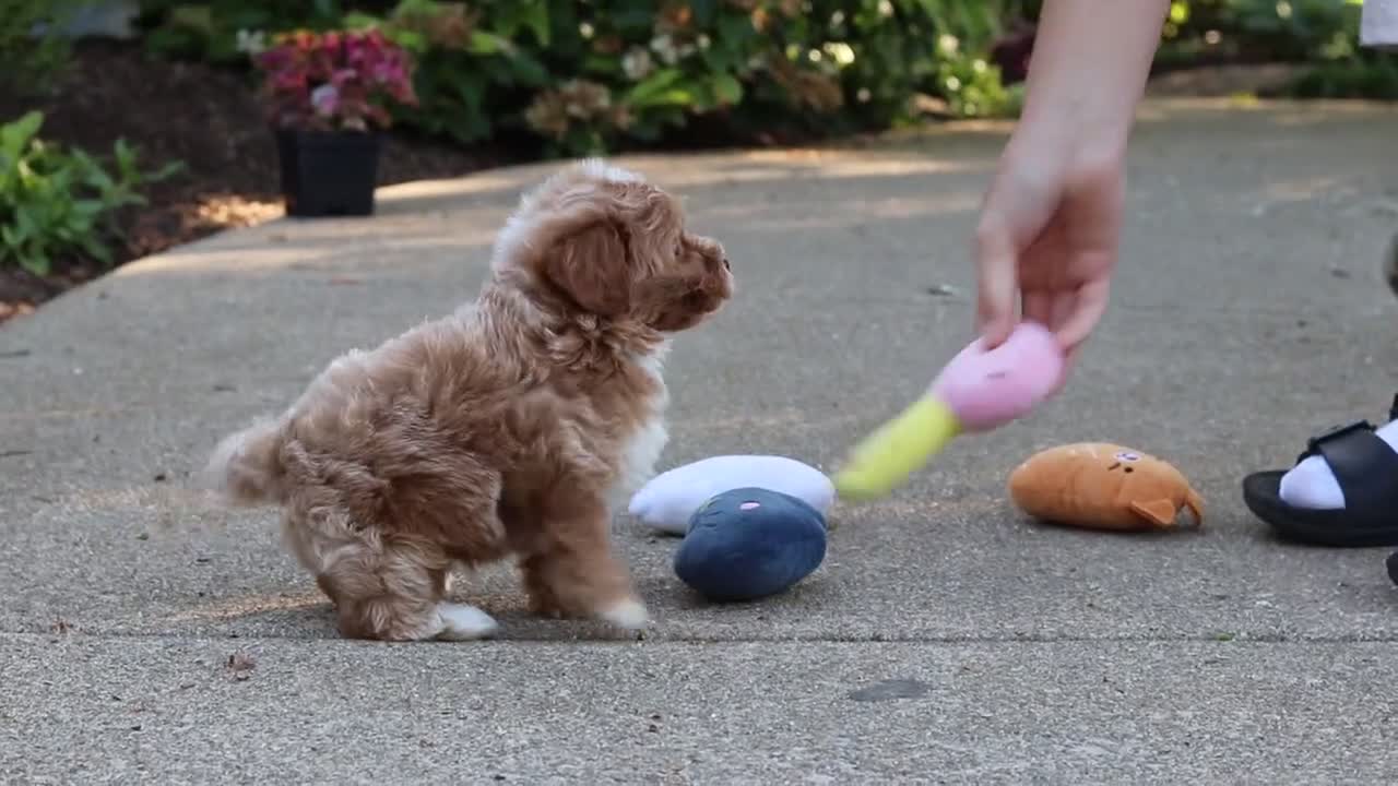 Cavapoo dogs for sale: Brady - Video 1