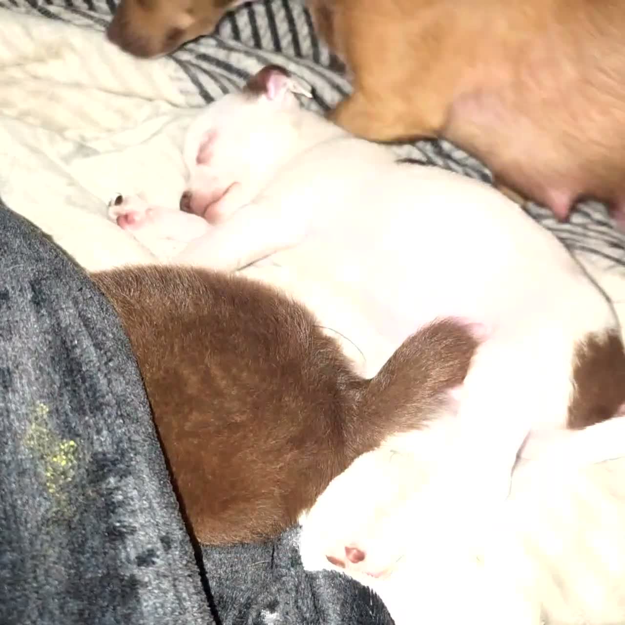 Chihuahua dogs for sale: Midnight-Chocolate  - Video 6