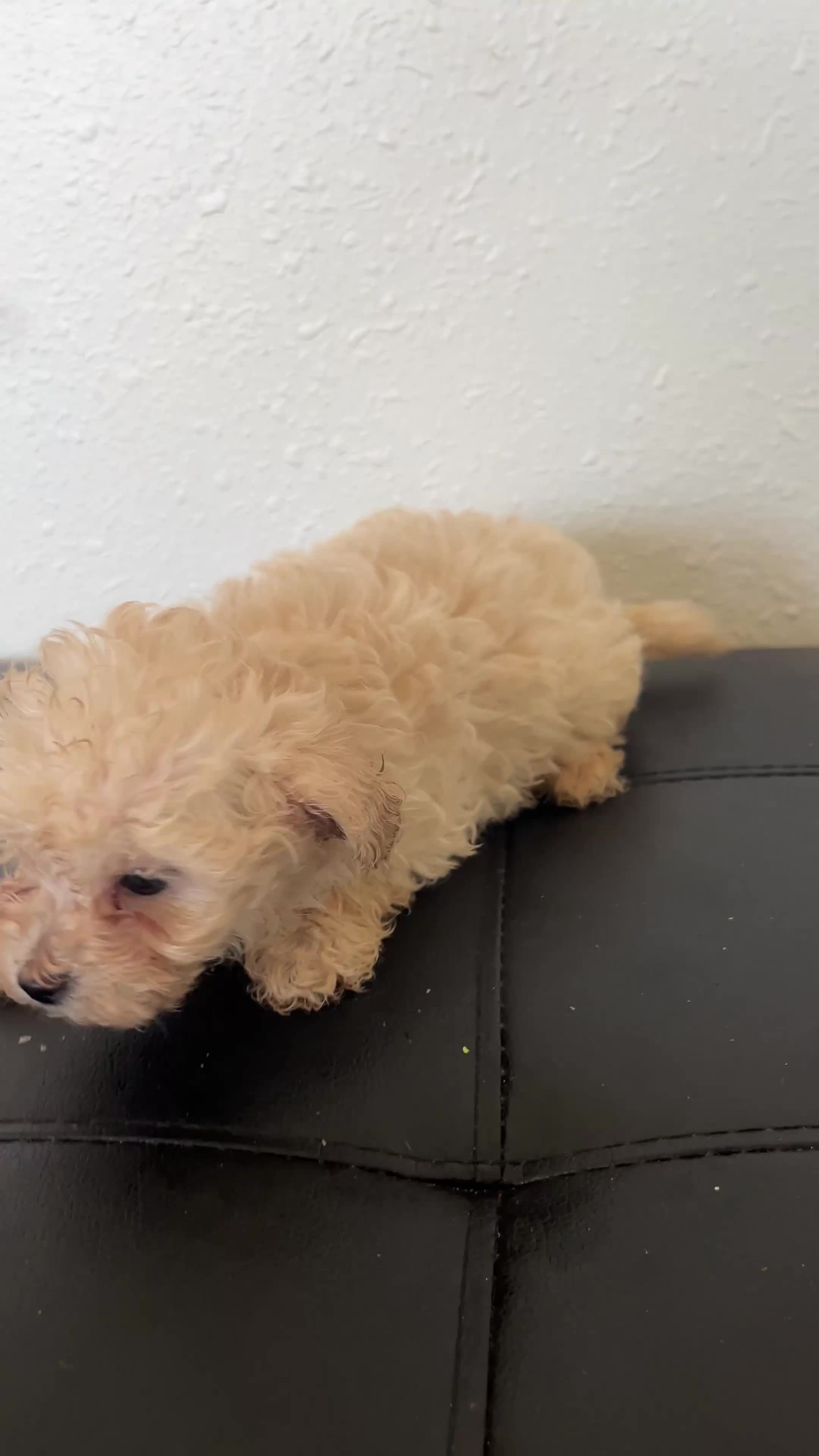 Maltipoo dogs for sale: Maltipoo 2 Male - Video 1